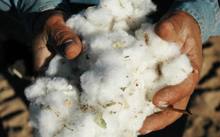 Hands holding cotton