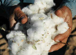 Hands holding cotton